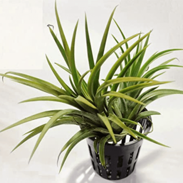 OrchidWala Air Plant Tillandsia Ionantha Big { 3-4 Inches } Live Air Plant, Indoor House Plant, Home Décor Very Rare Plant