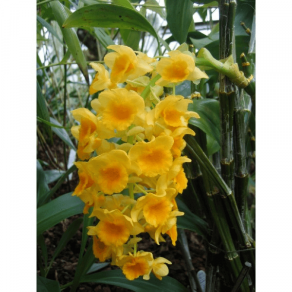 Dendrobium densiflorum Orchid Flower Plant