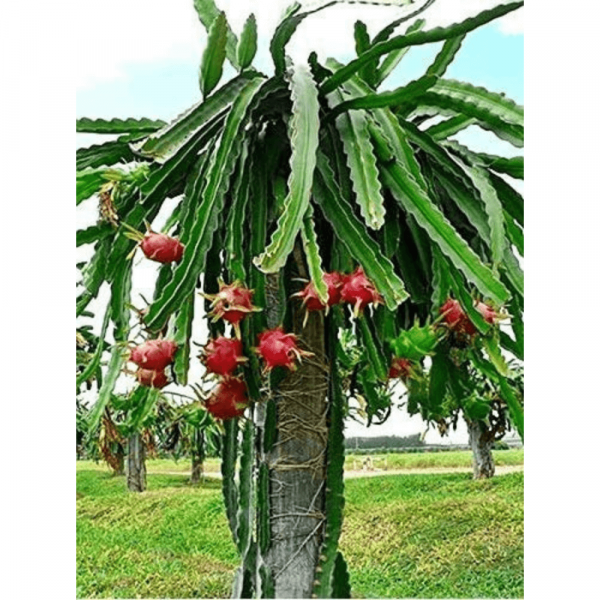 Red Dragon Fruit - Pitaya - Live Fruit Plant