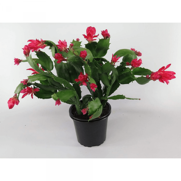 OrchidWala ZygoCactus Christmas Red Flower Exotic House Plant, 1 Live Plant