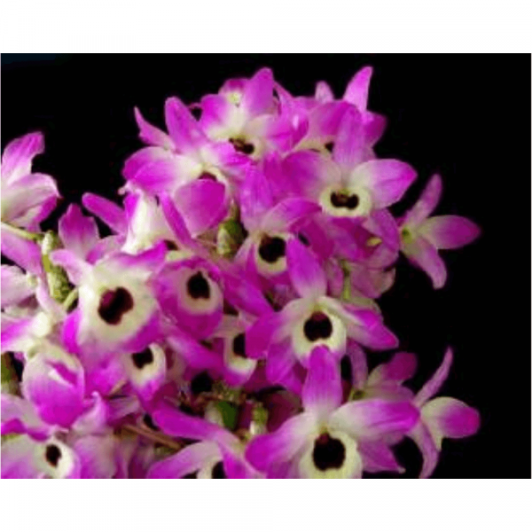 OrchidWala Dendrobium Nobile Orchid LIVE PLANT ( Leaf Less)