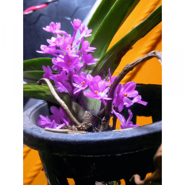 Dendrobium ascocentrum ampullaceum Orchid Live Plant