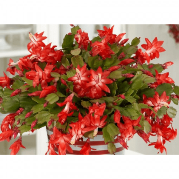 ZygoCactus Christmas Red Flower Exotic House Plant