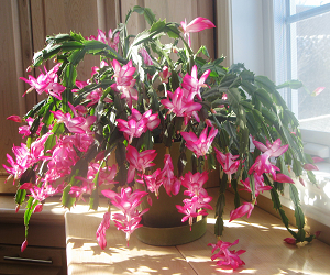 ZygoCactus Christmas Pink Flower Exotic House Plant - BLOOMED STAGE