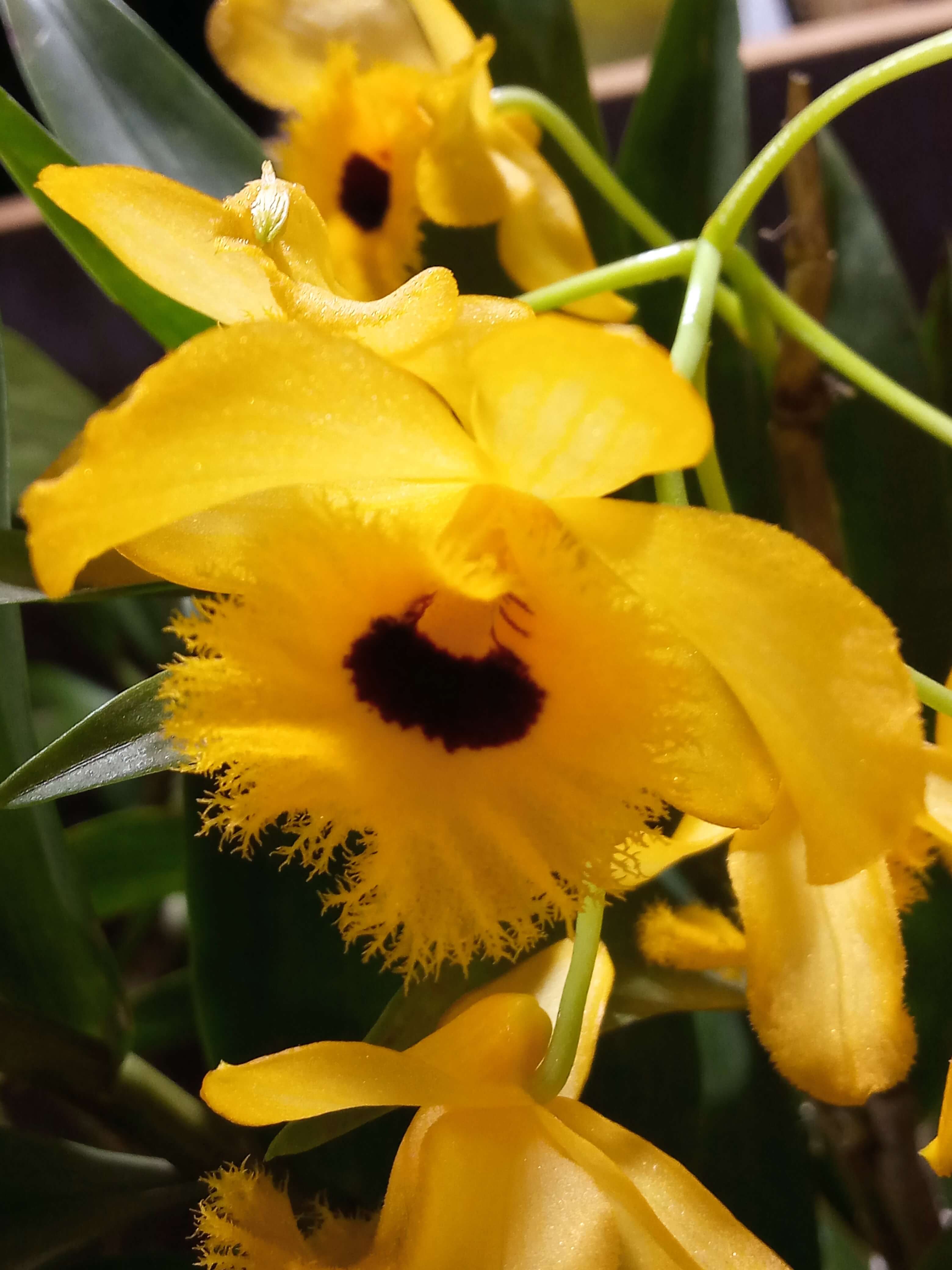 Dendrobium Moschatum Live Orchid Flower Plant ( Color : Orange-Yellow)